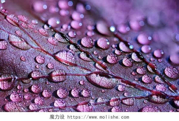 清明节春天雨水滴露水珠背景图片